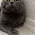 Kaju