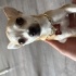 Kaju