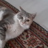 Miya