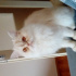 Pamuk
