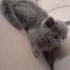 Duman