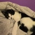 Gece