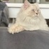 Hermonie