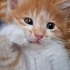 Soya