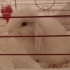 Pamuk