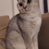 MİYA
