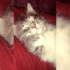 Duman