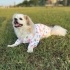 Lady