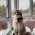 Behlül
