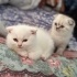Pamuk