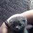 Duman