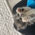 Cho