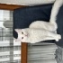 Bulut