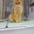Fıstık