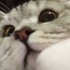 Leydi