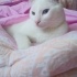 Pamuk Reis