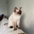 Pamuk
