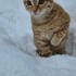 Sofi