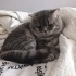 Paşa