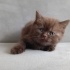 British shorthair ya...