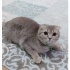 Çilek