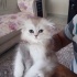 Duman