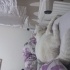 Pamuk