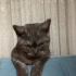 Bulut