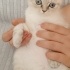 Pamuk