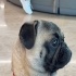 Chico