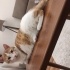 Müezza