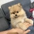 Yavru köpeğimiz
