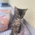 Karam