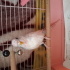 Pamuk
