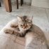 Lady