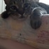 Merlin