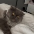 dora