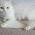 Miya