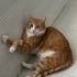 Miya