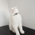 Pamuk