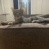 lulu