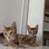 Bibi ve huby