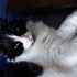 Shila