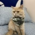 Pıtırcık