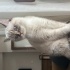 Pamuk