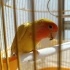 Ruhi