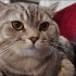 Duman