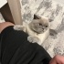 Cookie