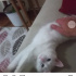Pamuk