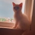 Bulut